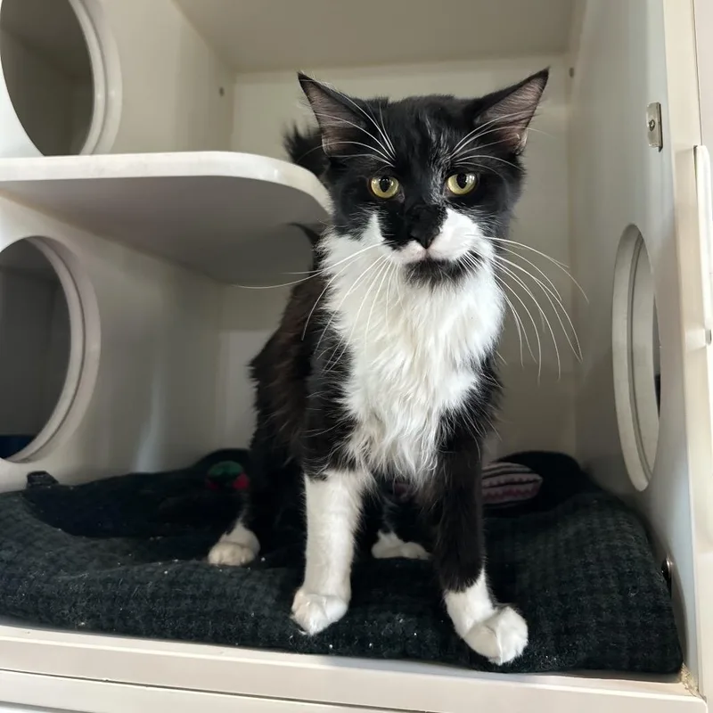 A young medium-sized male Black Domestic Short Hair cat named Jasper for adoption in Kyle, TX