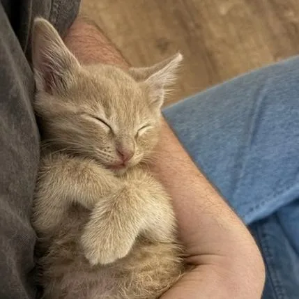A baby small-sized male Buff / Tan / Fawn Domestic Short Hair cat named Kawabunga for adoption in Houston, TX