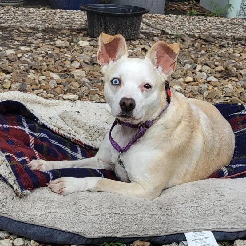 An adult medium-sized female White / Cream Mixed Breed dog named Sophie for adoption in Dickinson, TX
