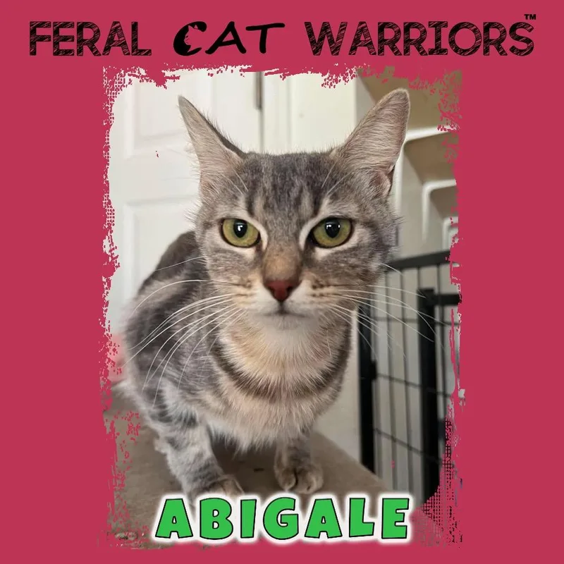 A young medium-sized female Gray / Blue / Silver Domestic Short Hair cat named Abigale for adoption in Kingman, AZ