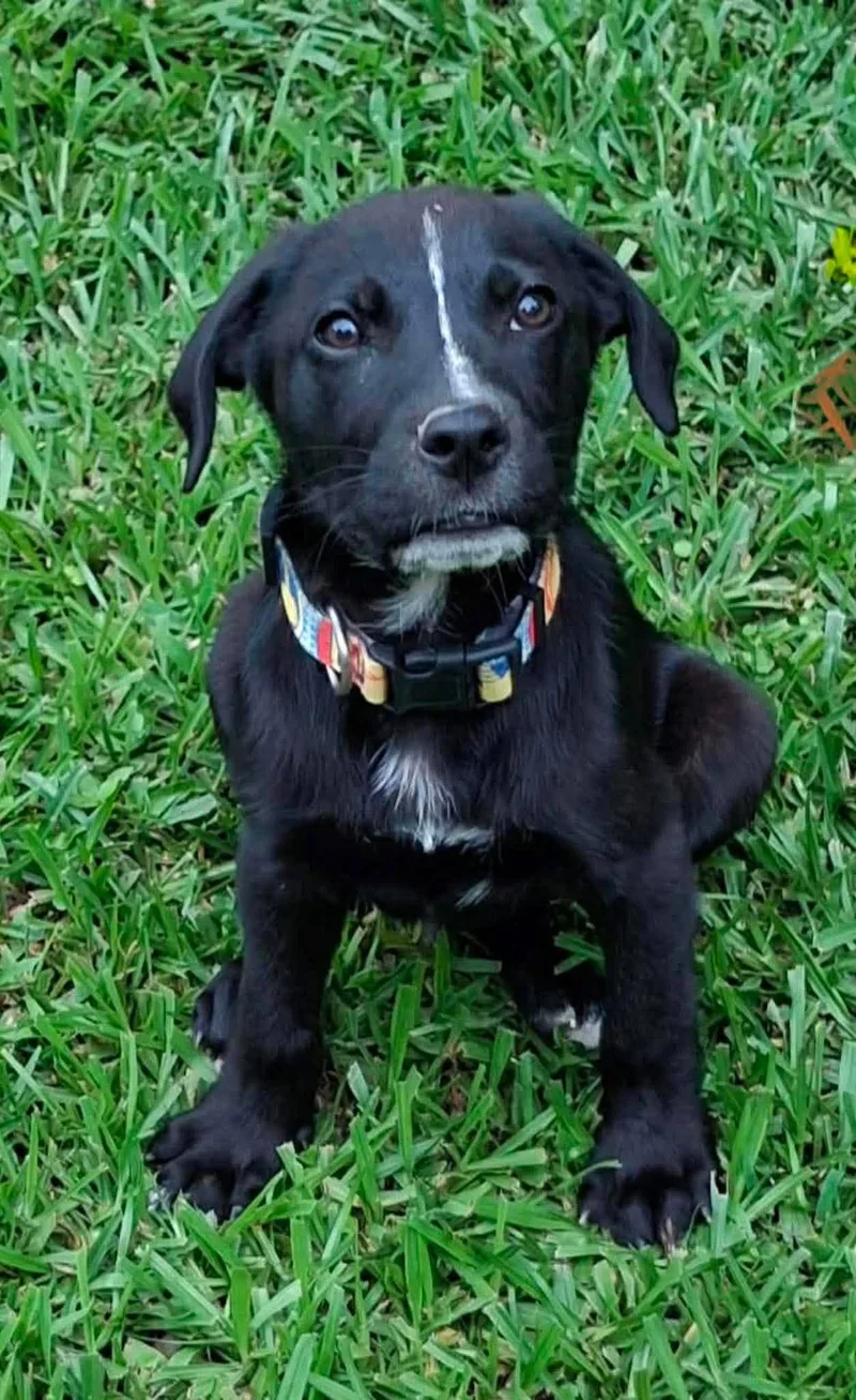 A baby medium-sized male Mixed Breed dog named Maverick for adoption in Northwood, NH