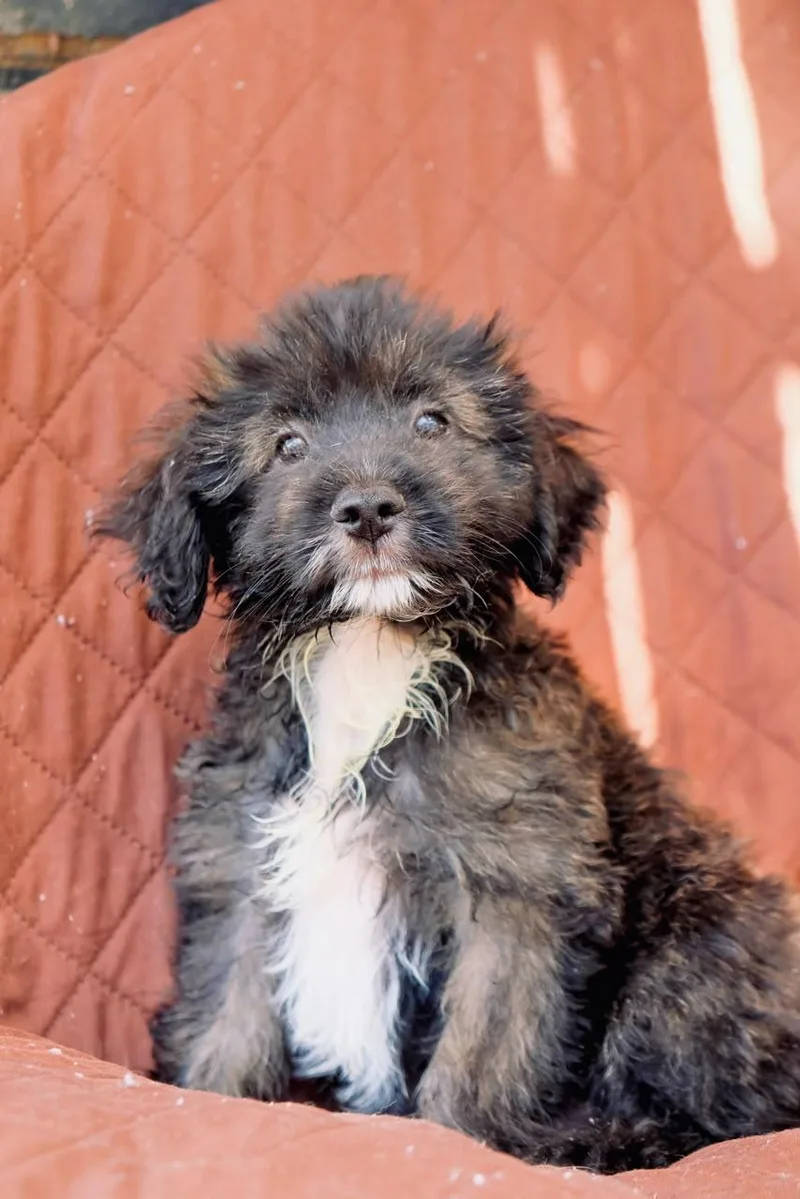 A baby small-sized male Maltipoo dog named Rodeo for adoption in San Diego, CA