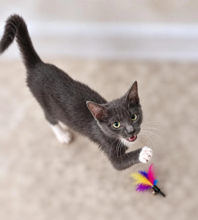 A baby medium-sized female Gray & White Domestic Medium Hair cat named Tootsie for adoption in Fresno, CA