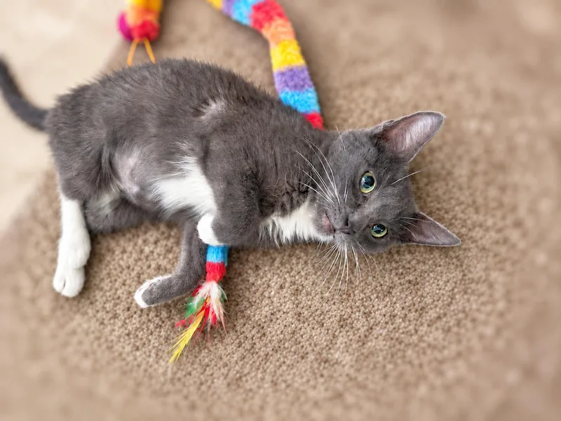 Tootsie thumbnail 2