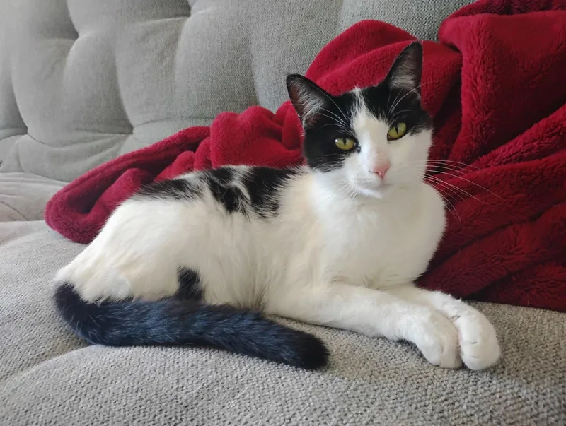 A young medium-sized female Black & White / Tuxedo Domestic Short Hair cat named Winnie for adoption in San Luis Obispo, CA