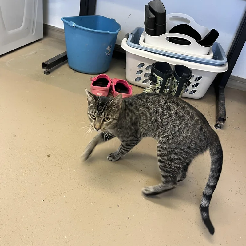 A young medium-sized male Tabby (Gray / Blue / Silver) Tabby cat named Tiger for adoption in Carthage, IL