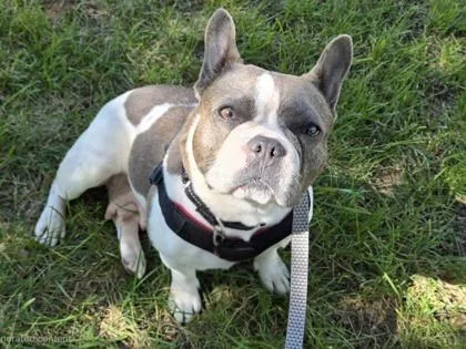 A young medium-sized female Gray / Blue / Silver French Bulldog dog named Lucy for adoption in Annapolis, MD