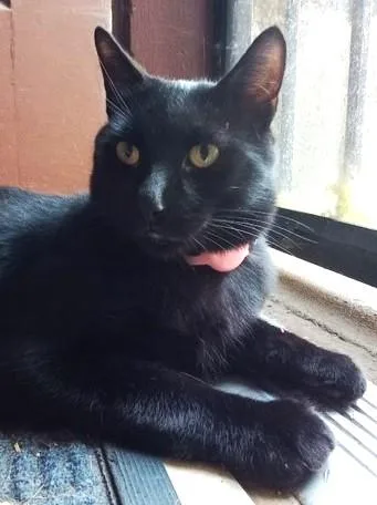 Ellington thumbnail 3