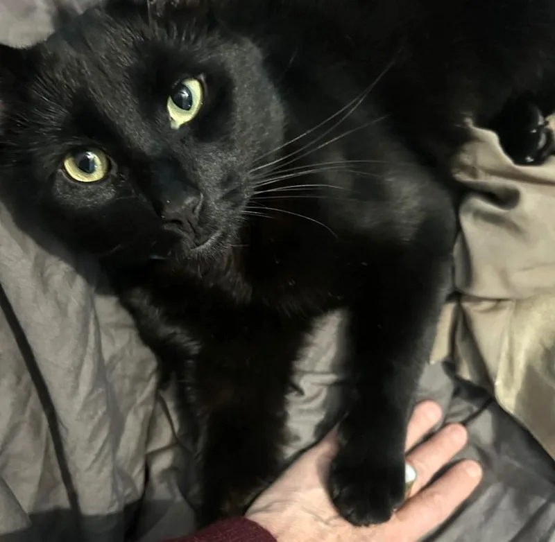 Ellington thumbnail 4