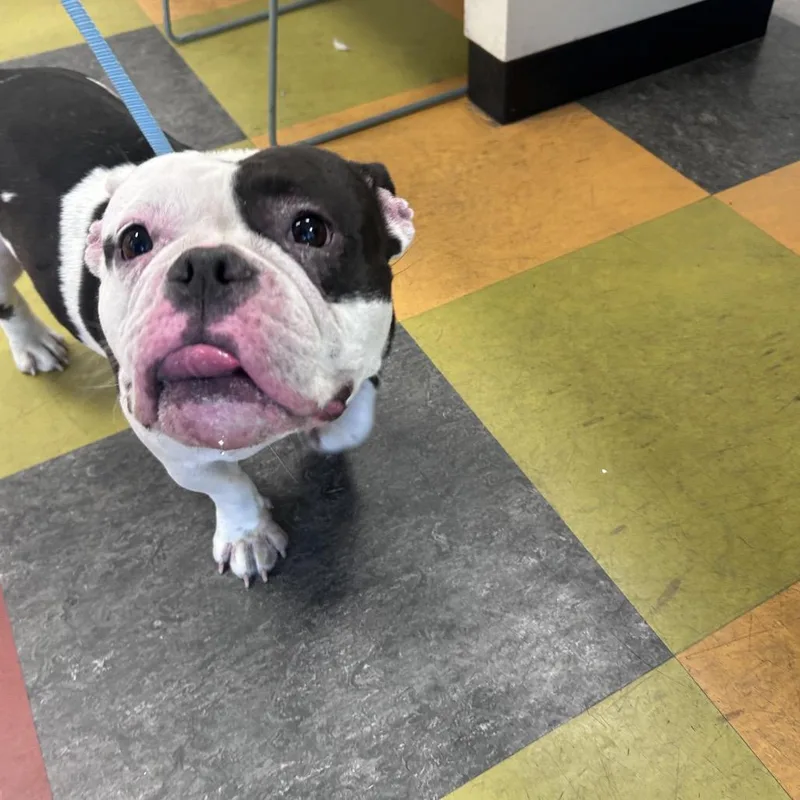 An adult medium-sized female White / Cream Mixed Breed dog named Silvee for adoption in Philadelphia, PA