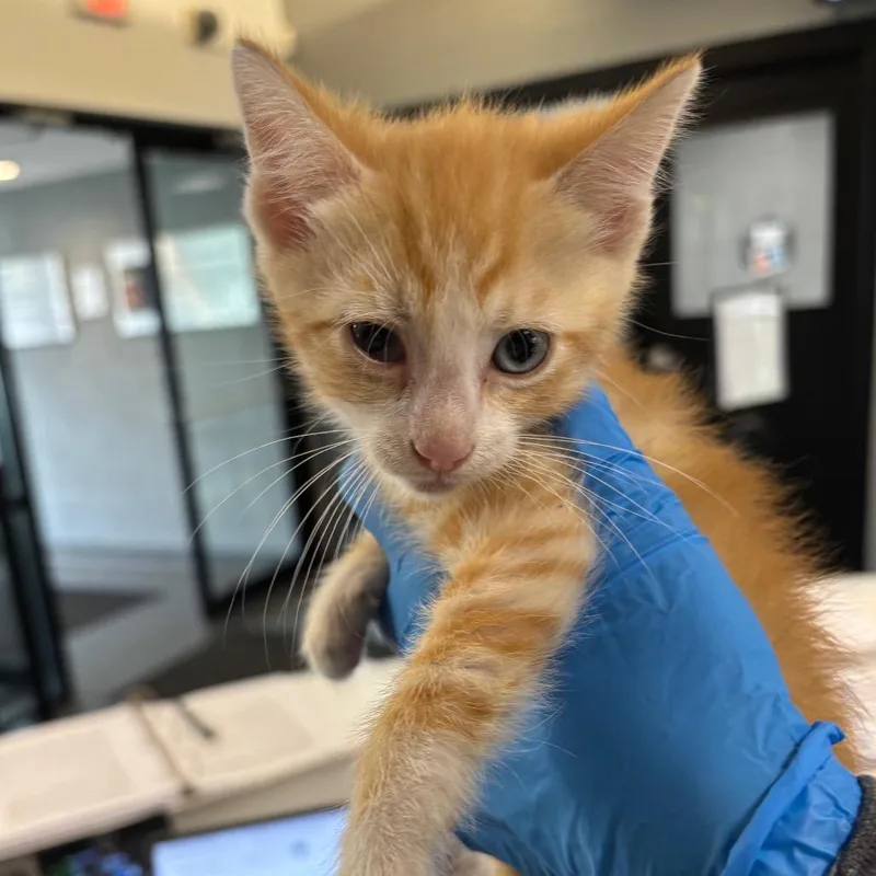 A baby small-sized male Domestic Short Hair cat named Macaroni for adoption in Allentown, PA