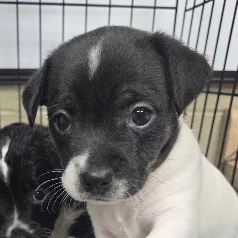 A baby small-sized female Chihuahua dog named Buffy for adoption in Madisonville, KY