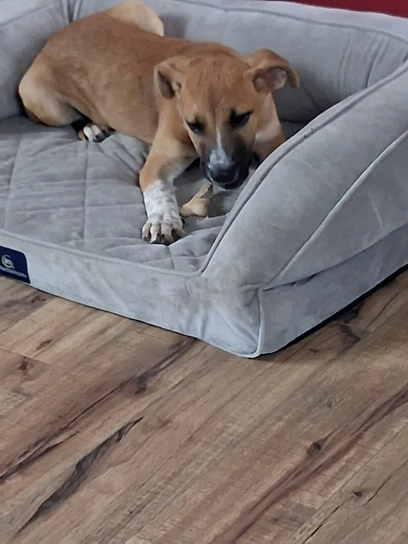 A baby medium-sized female Mixed Breed dog named Kylie for adoption in Sioux Falls, SD
