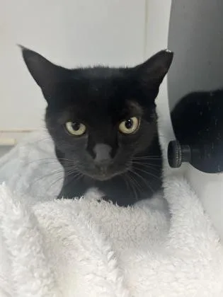 A young small-sized female Domestic Short Hair cat named Tabitha for adoption in Palm Coast, FL
