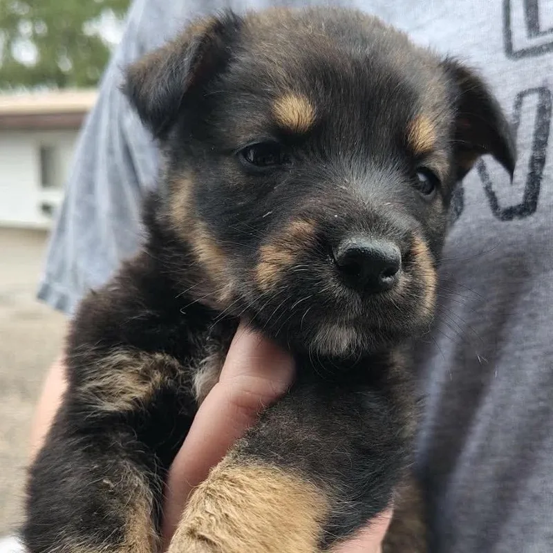 A baby small-sized male Black Mixed Breed dog named Blender for adoption in Buffalo, MN