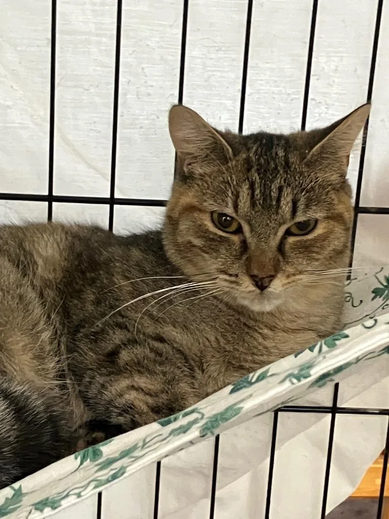 A young medium-sized female Domestic Short Hair cat named Sandy for adoption in Lunenburg, MA