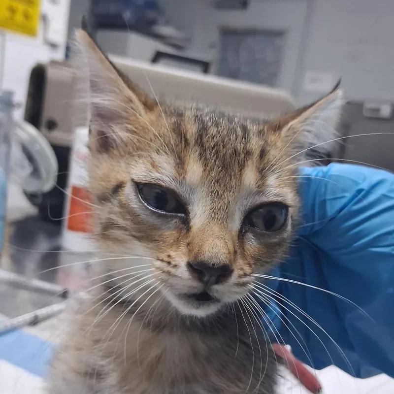 A baby small-sized female Brown / Chocolate Domestic Short Hair cat named Nacho for adoption in Summerville, SC