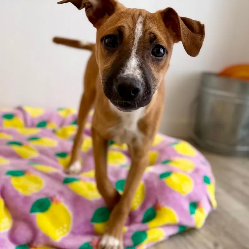 Shamrock thumbnail 2