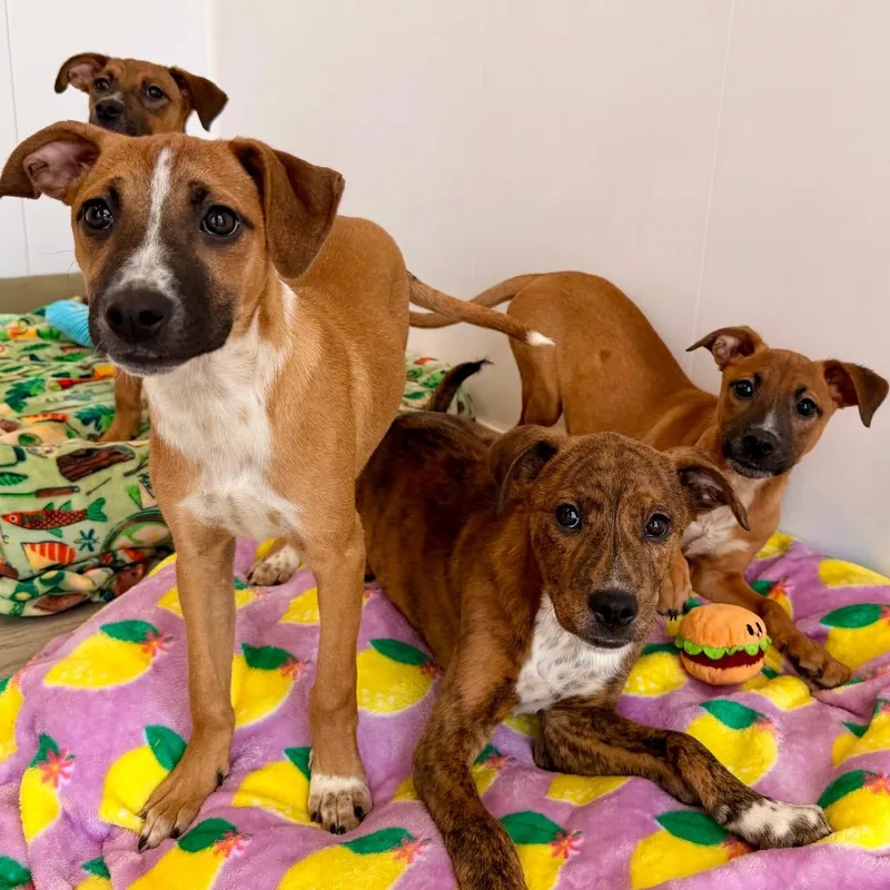 Shamrock thumbnail 3