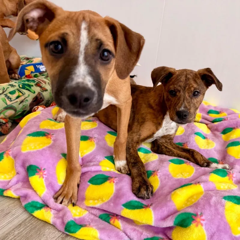 Shamrock thumbnail 4