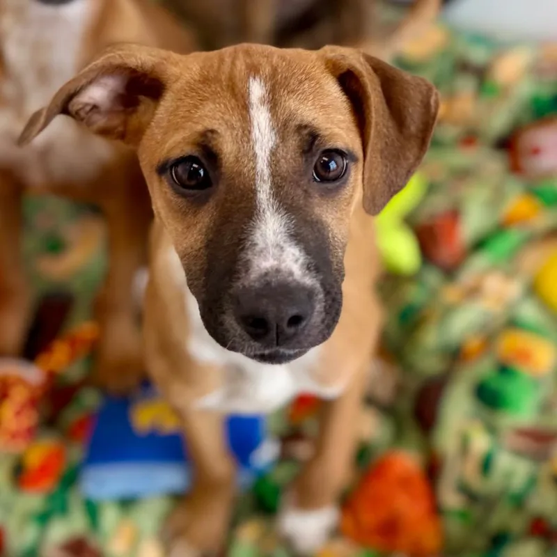 Shamrock thumbnail 5