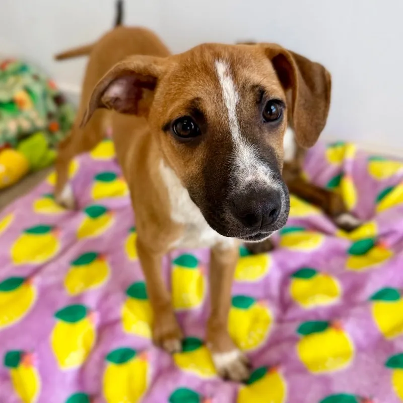 Shamrock thumbnail 6