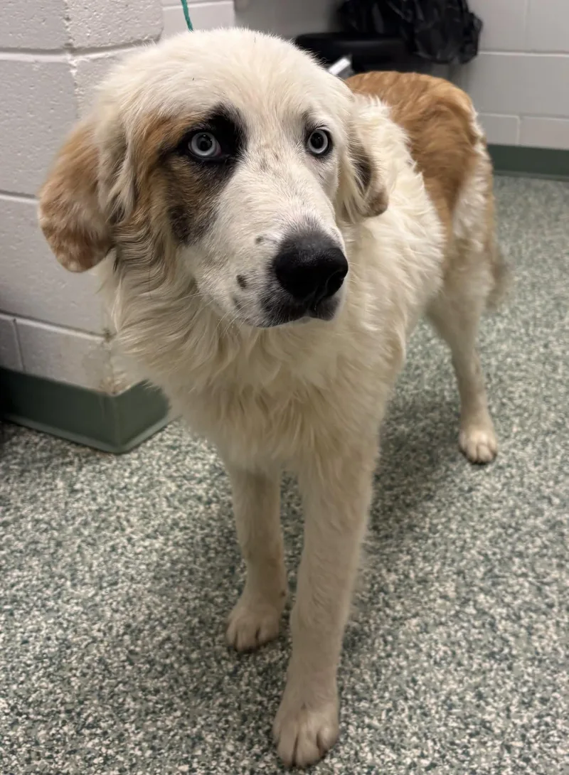 An adult medium-sized male Australian Shepherd dog named Teddy Bear for adoption in Salisbury, NC