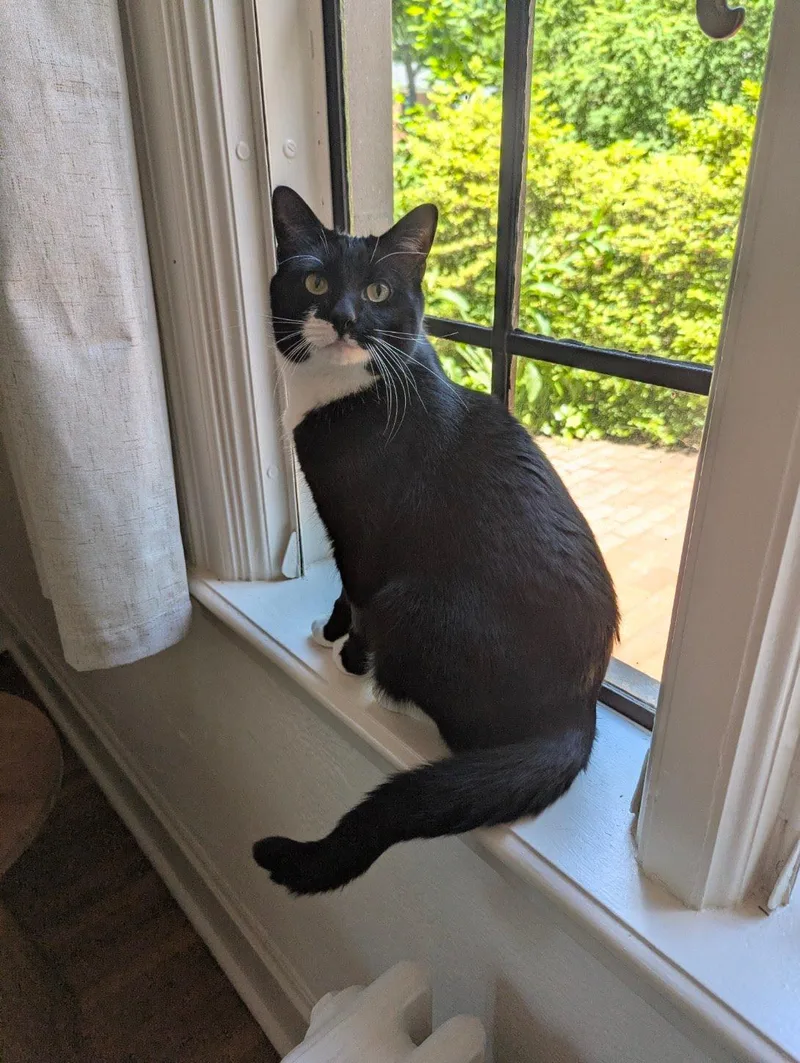 An adult medium-sized male Black & White / Tuxedo Domestic Short Hair cat named Brownie for adoption in Lancaster, PA