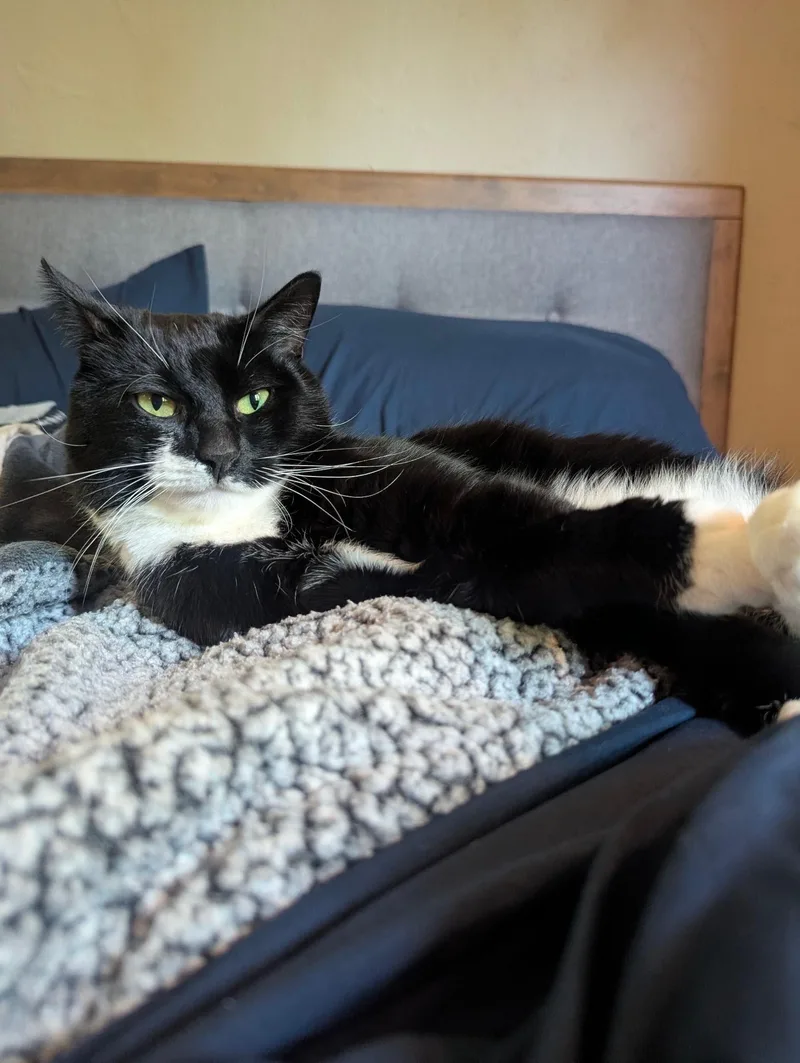 Brownie thumbnail 3
