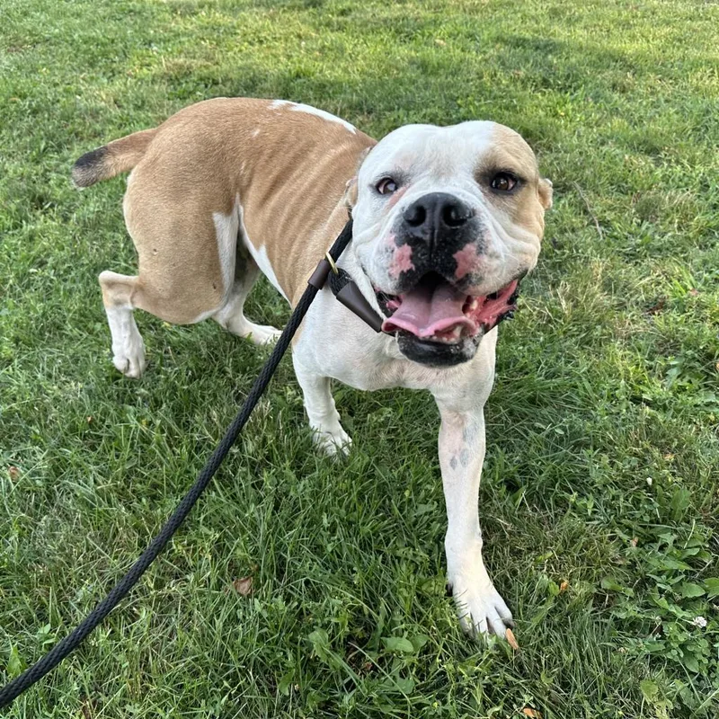 An adult large-sized female Brown / Chocolate Boxer dog named Ellie for adoption in Northbrook, IL