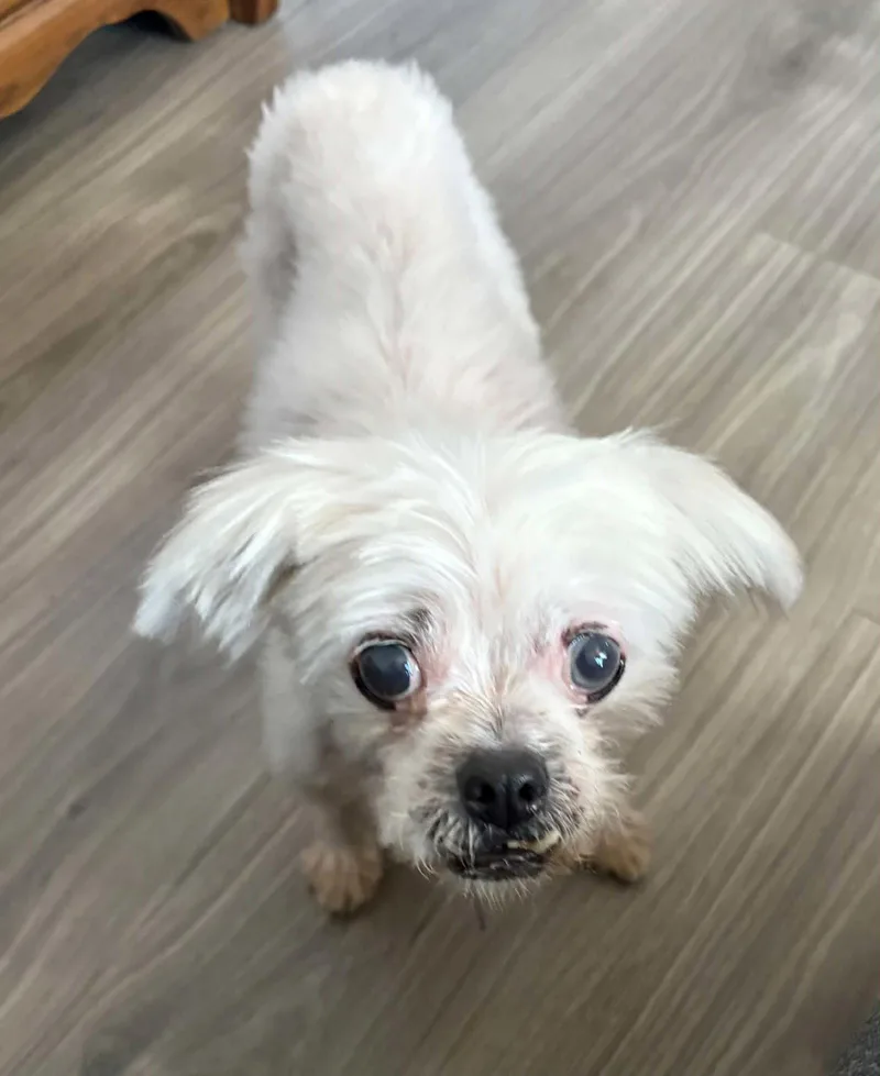 An adult small-sized female Shih Tzu dog named Spirit for adoption in Buffalo, NY