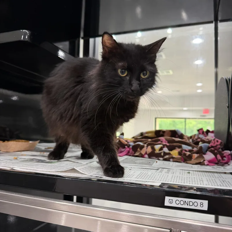 An adult medium-sized female Black Domestic Long Hair cat named Calypso for adoption in Sherman, TX