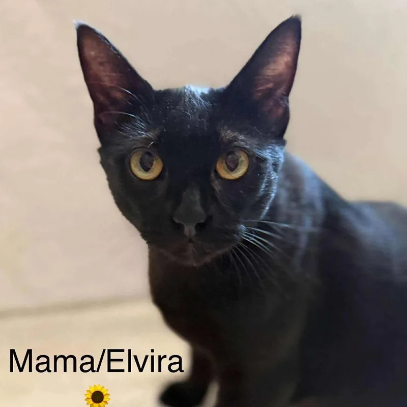 Elvira