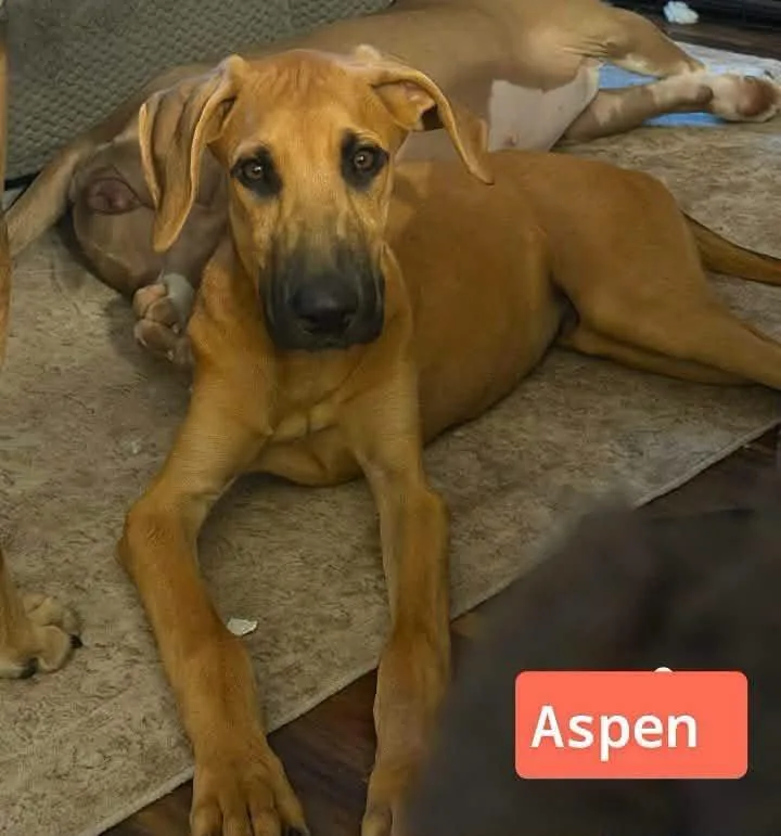 Aspen