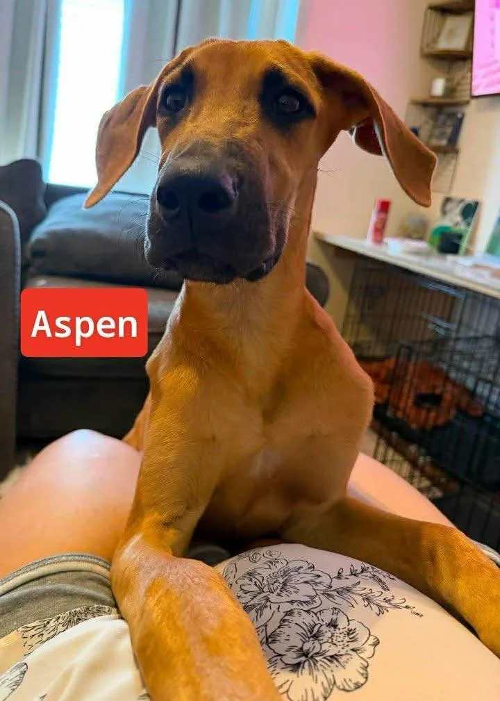 Aspen thumbnail 2