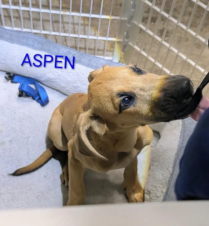 Aspen thumbnail 3