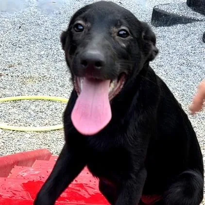 Jet