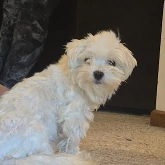 An adult small-sized female Lhasa Apso dog named Lois for adoption in Madison, WI