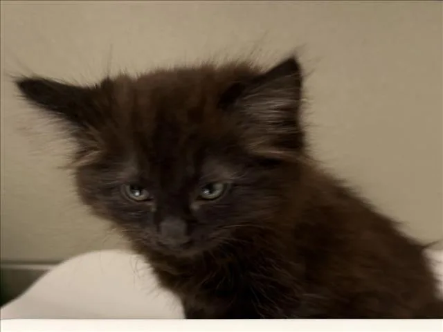 A baby small-sized male Domestic Medium Hair cat named Bob for adoption in Tracy, CA