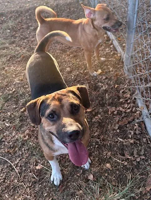 A young small-sized male Beagle dog named Outlaw for adoption in Tunica, MS