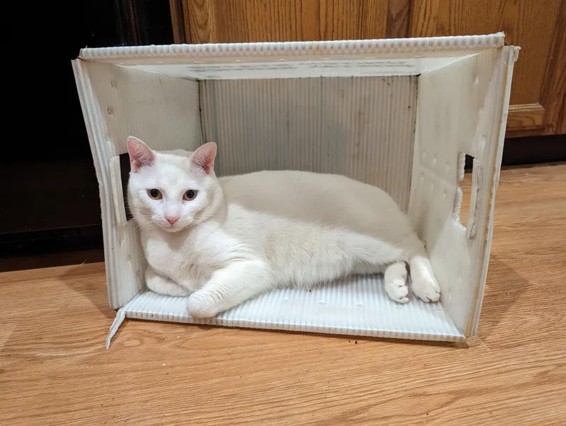 An adult medium-sized male Domestic Short Hair cat named Simba for adoption in Melrose, MA
