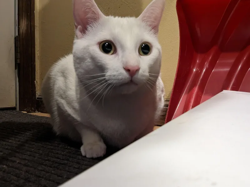 Simba thumbnail 4