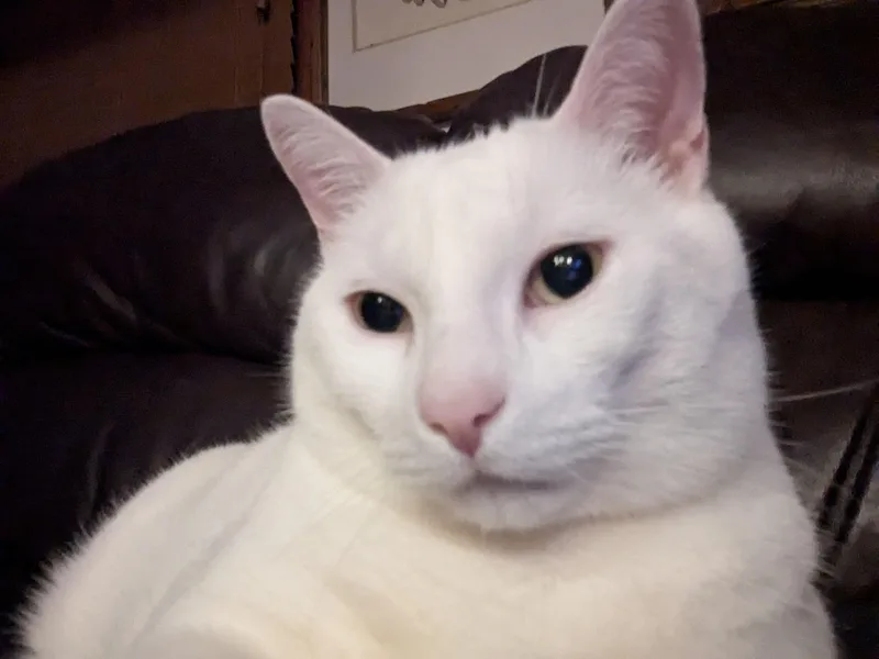 Simba thumbnail 5