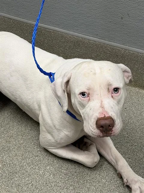 An adult large-sized female Pit Bull Terrier dog named Snow for adoption in Las Vegas, NV
