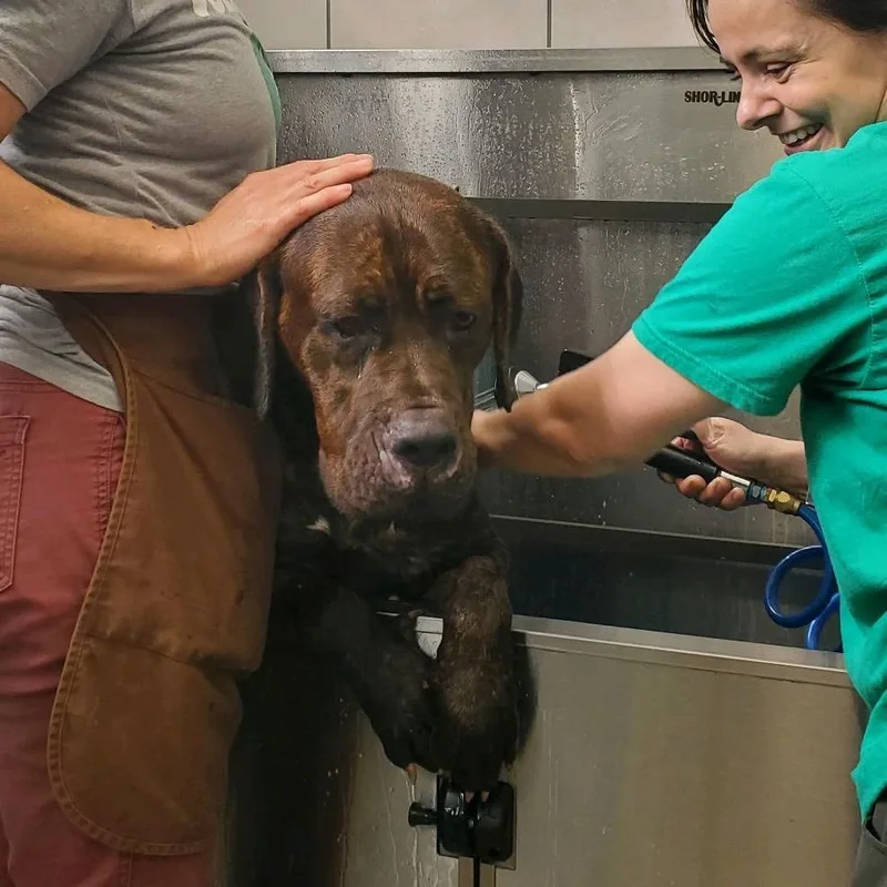 An adult extra large-sized female Mastiff dog named Sapphire for adoption in Oak Park, IL
