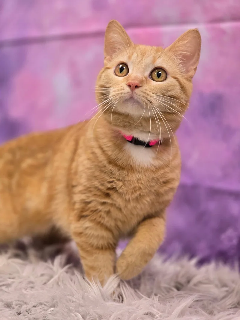 An adult medium-sized female Orange & White Domestic Short Hair cat named Hush for adoption in Effingham, IL