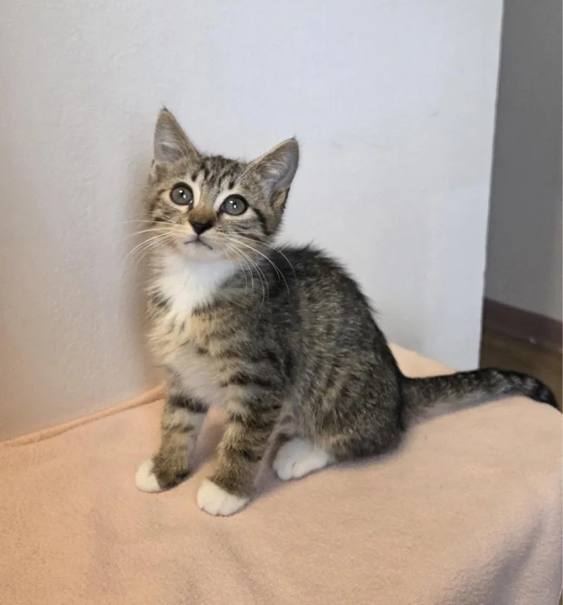 A baby medium-sized female Tabby (Gray / Blue / Silver) Domestic Short Hair cat named Pollen for adoption in Lauderhill, FL