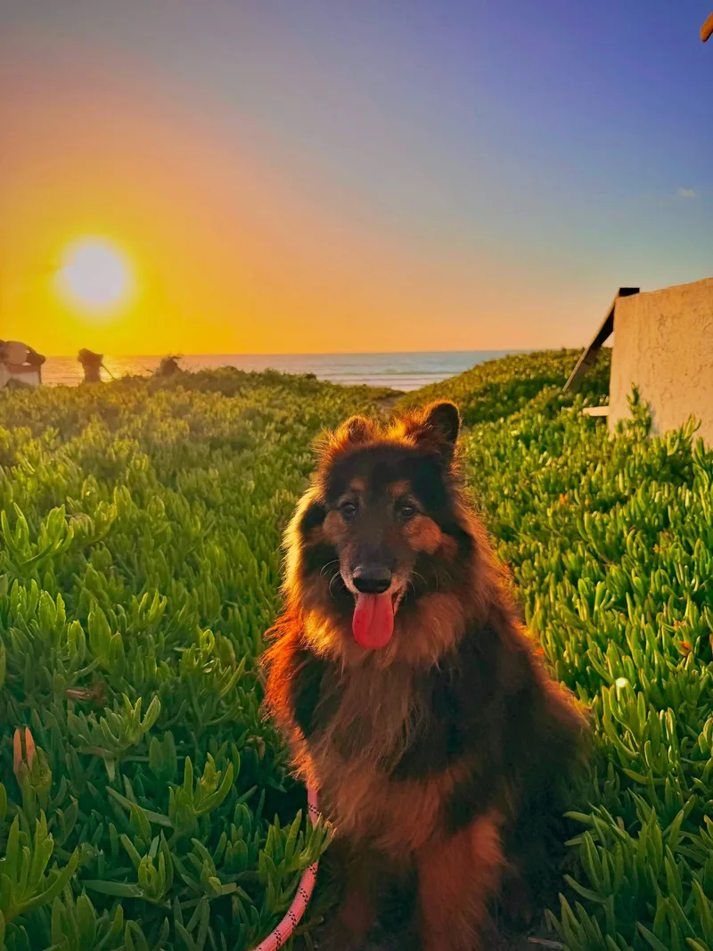 An adult medium-sized male Shetland Sheepdog / Sheltie dog named Koda for adoption in San Diego, CA