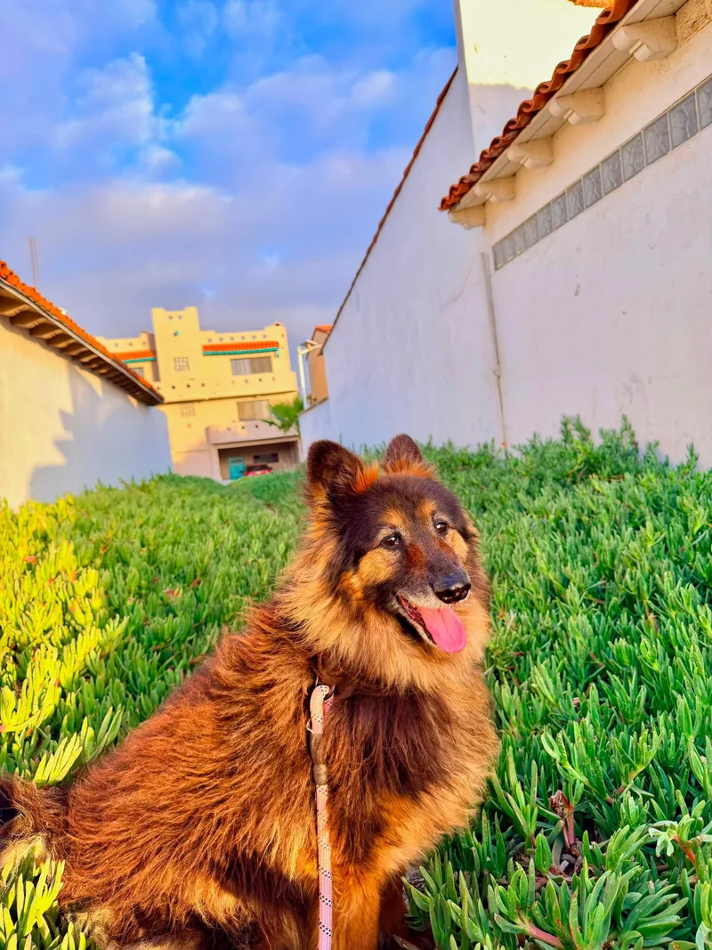 Koda thumbnail 6