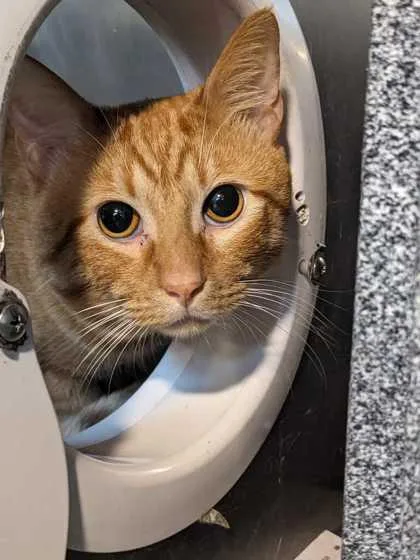 An adult large-sized male Domestic Short Hair cat named Spark for adoption in Daytona Beach, FL